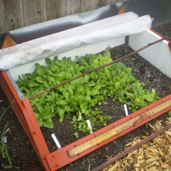 DIY cold frame gardening