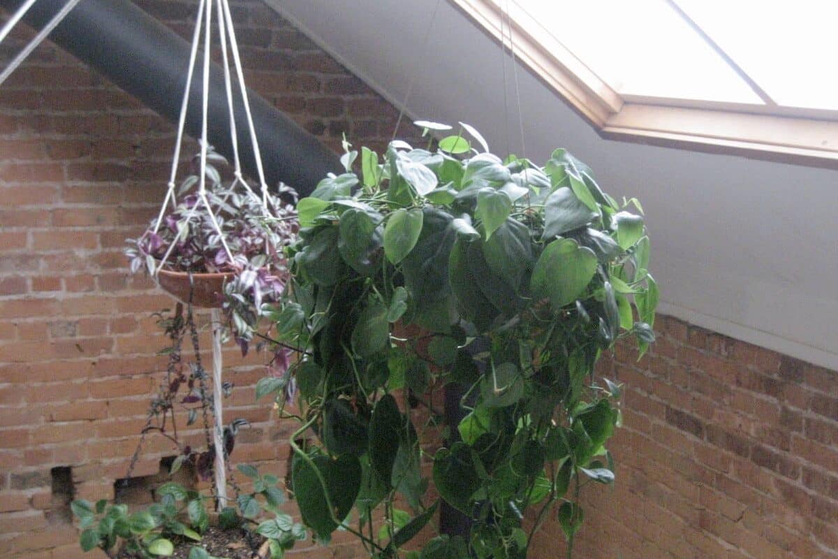 DIY hanging planters