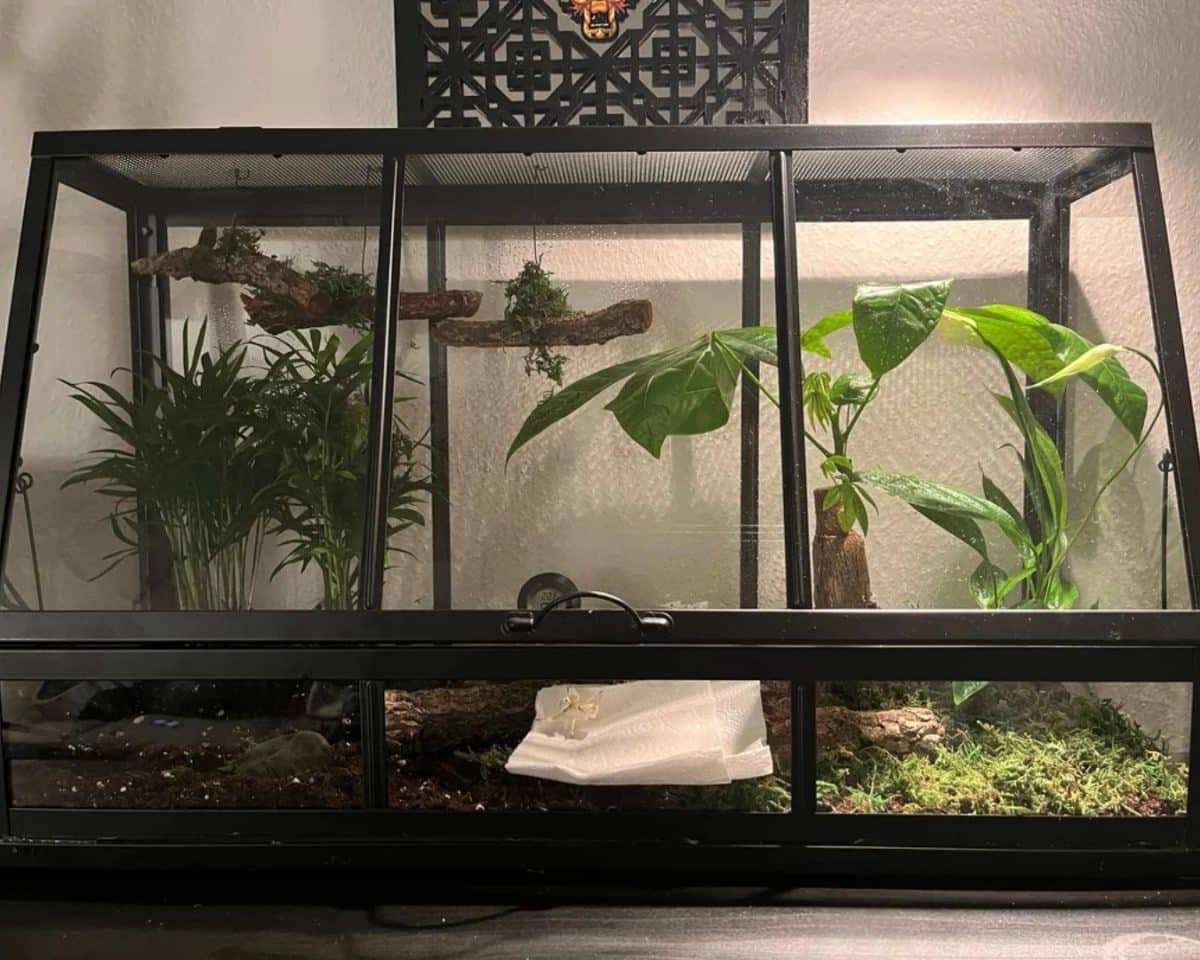 IKEA ÅKERBÄR greenhouse hack - insect and mantis terrarium - IKEA Hackers IKEA ÅKERBÄR greenhouse hack - insect and mantis terrarium