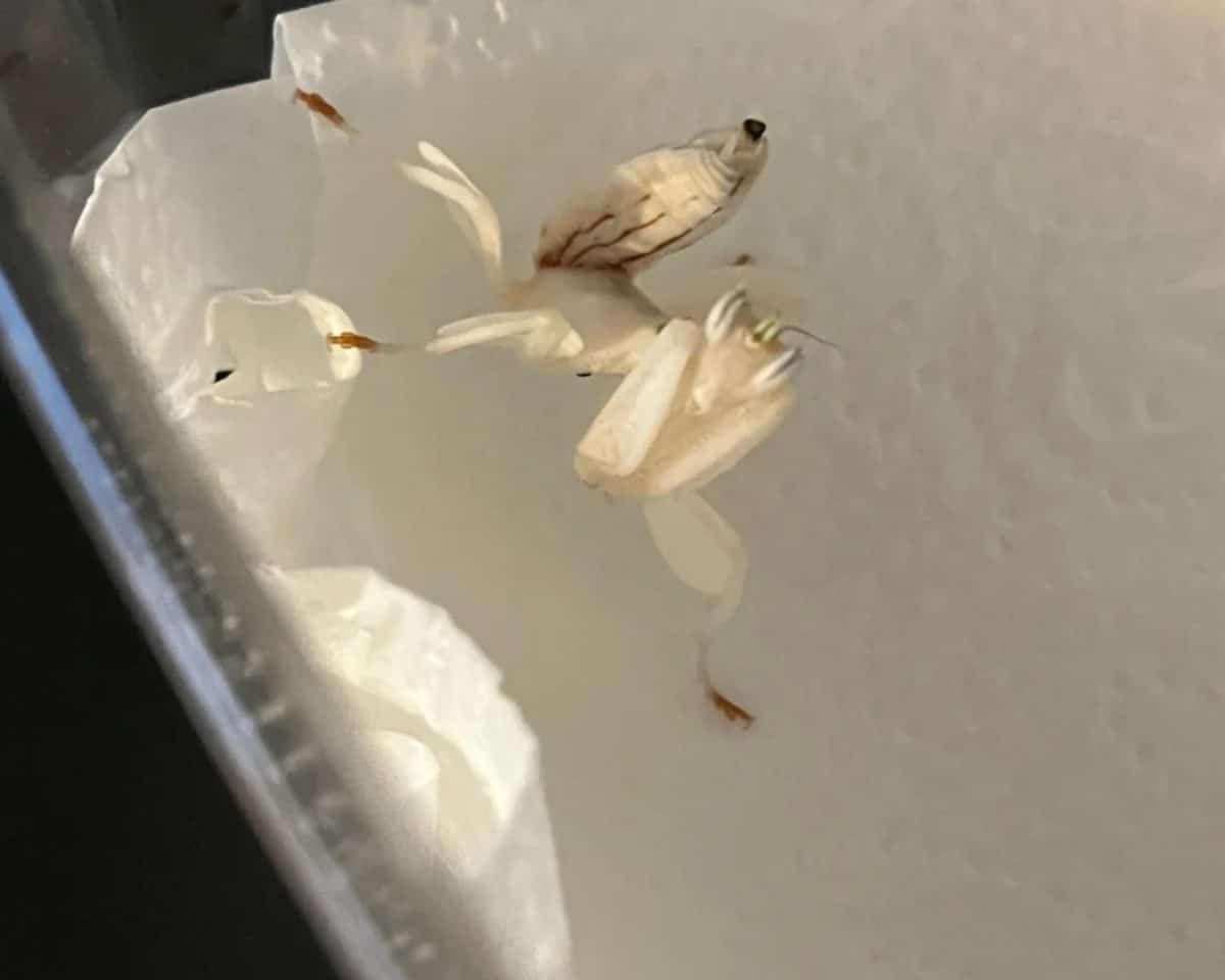 orchid mantis in IKEA terrarium - IKEA Hackers orchid mantis in IKEA terrarium