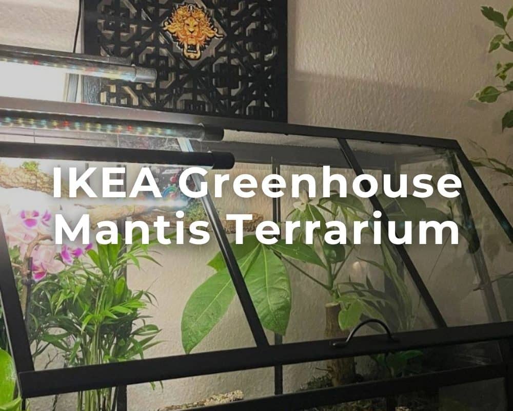 IKEA ÅKERBÄR greenhouse hack - insect and mantis terrarium
