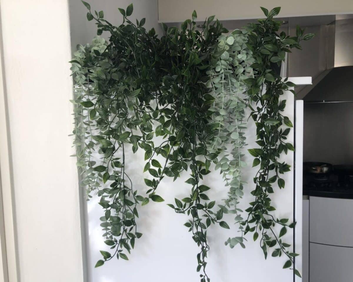 Hanging cascading trailing green vine plants with dense foliage over a white wall near a kitchen area