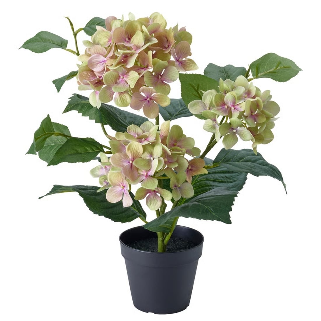 Potted hydrangea with pink-tinged green blossoms in a dark gray pot